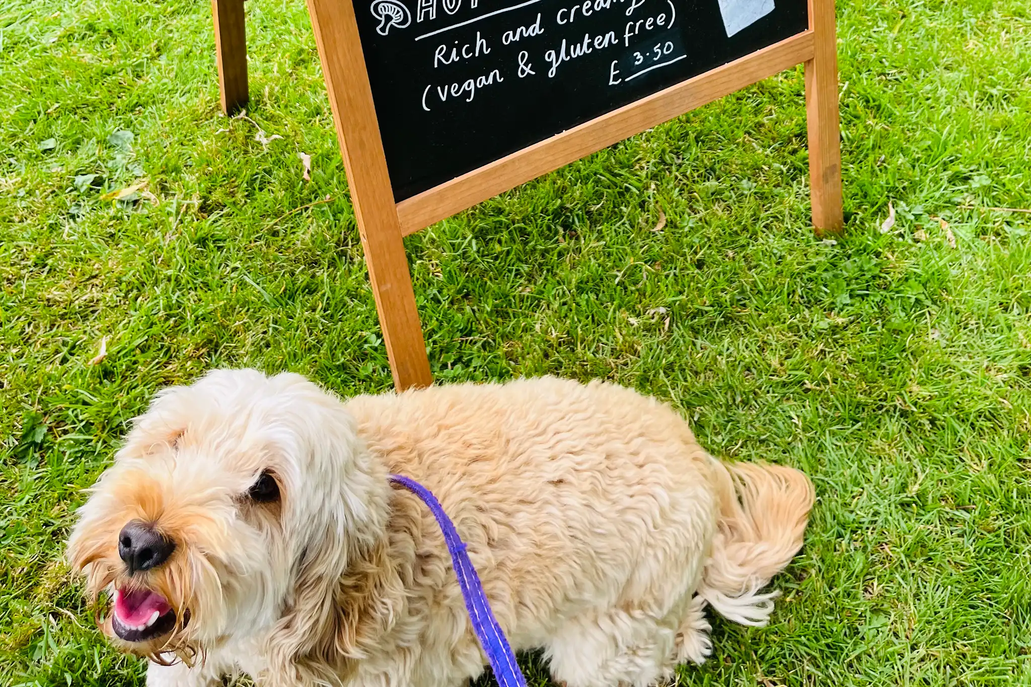 Getting Involved At The Local Food & Paws Fest